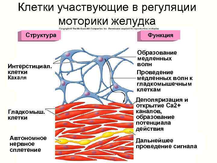 Клетки участвующие в регуляции моторики желудка Структура Функция Интерстициал. клетки Образование медленных волн Проведение