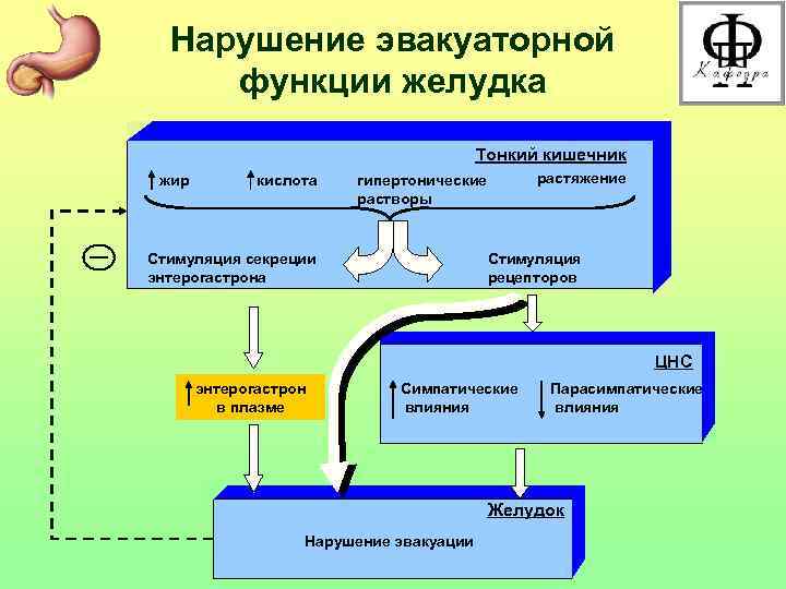 Нарушение эвакуаторной функции желудка Тонкий кишечник жир кислота растяжение гипертонические растворы Стимуляция секреции энтерогастрона