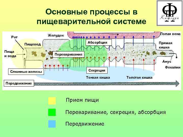 Основные процессы в пищеварительной системе Полая вена Желудок Рот Абсорбция Пищевод Пища и вода