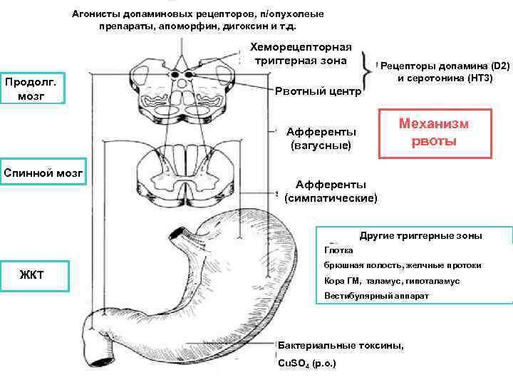 Агонисты допаминовых рецепторов, п/опухолеые препараты, апоморфин, дигоксин и т. д. Хеморецепторная триггерная зона Продолг.
