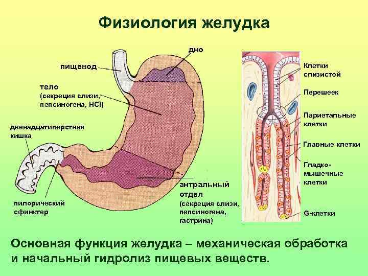 Физиология желудка дно Клетки слизистой пищевод тело Перешеек (секреция слизи, пепсиногена, HCl) Париетальные клетки