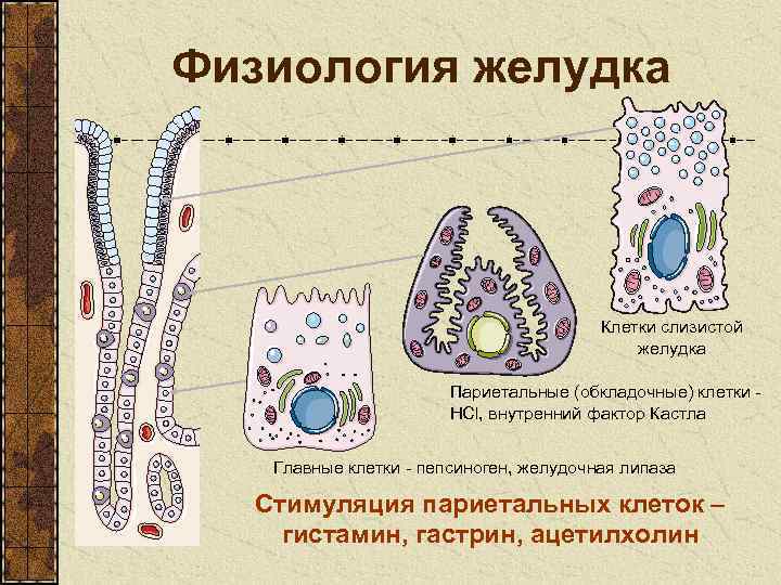 Слизистые клетки. Функция париетальных клеток желез желудка. Париетальные (обкладочные) клетки желудка секретируют:. Строение париетальной клетки желудка. Главные и обкладочные клетки желудка.