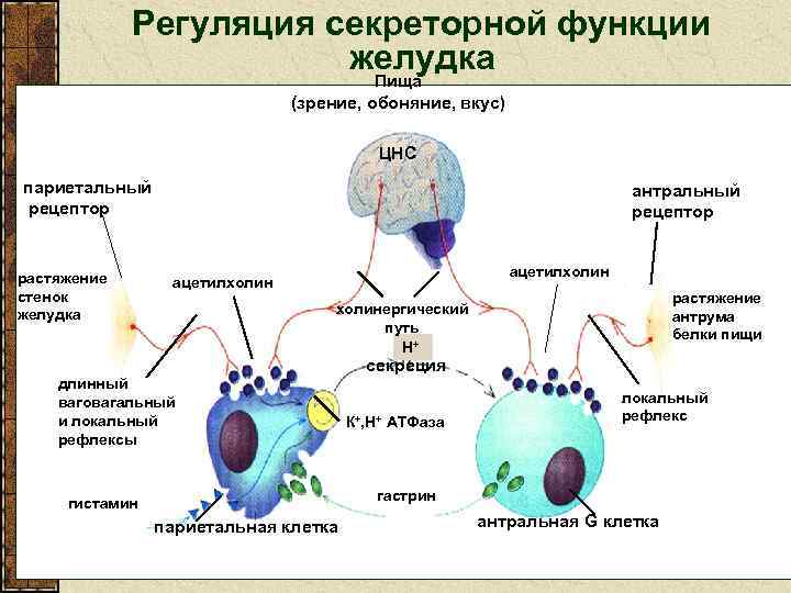 Регуляция секреторной функции желудка Пища (зрение, обоняние, вкус) ЦНС париетальный рецептор растяжение стенок желудка