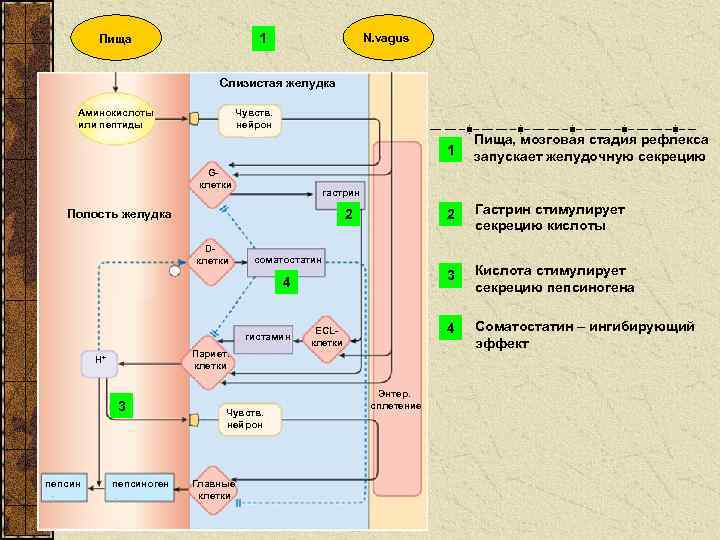 N. vagus 1 Пища Слизистая желудка Аминокислоты или пептиды Чувств. нейрон 1 Gклетки 2