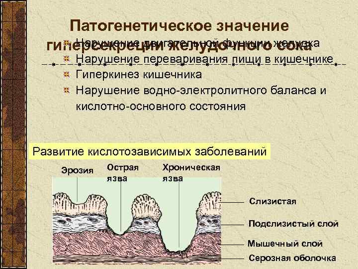 Патогенетическое значение Нарушение двигательной функции сока гиперсекреции желудочного желудка Нарушение переваривания пищи в кишечнике