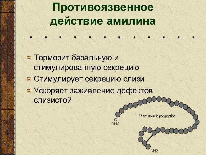 Противоязвенное действие амилина Тормозит базальную и стимулированную секрецию Стимулирует секрецию слизи Ускоряет заживление дефектов