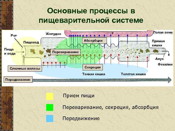 Основные процессы в пищеварительной системе Полая вена Желудок Рот Абсорбция Пищевод Пища и вода