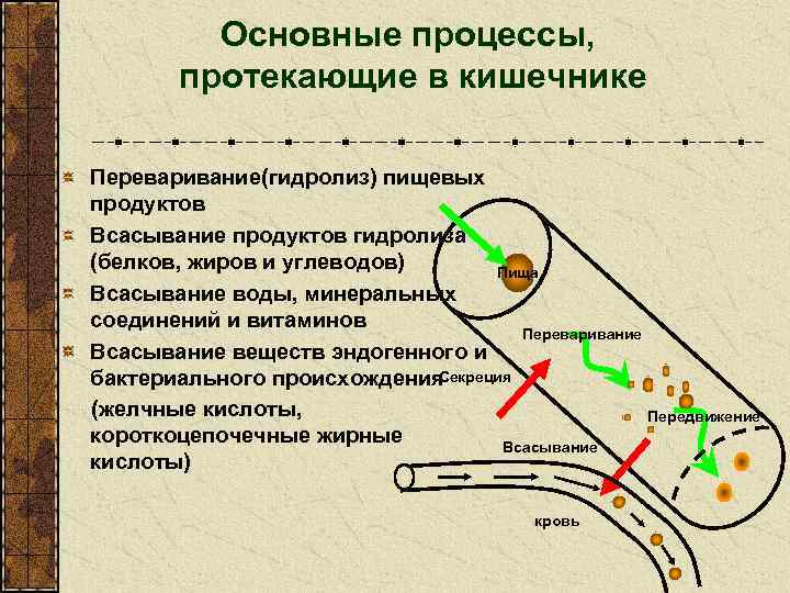 Основные процессы, протекающие в кишечнике Переваривание(гидролиз) пищевых продуктов Всасывание продуктов гидролиза (белков, жиров и