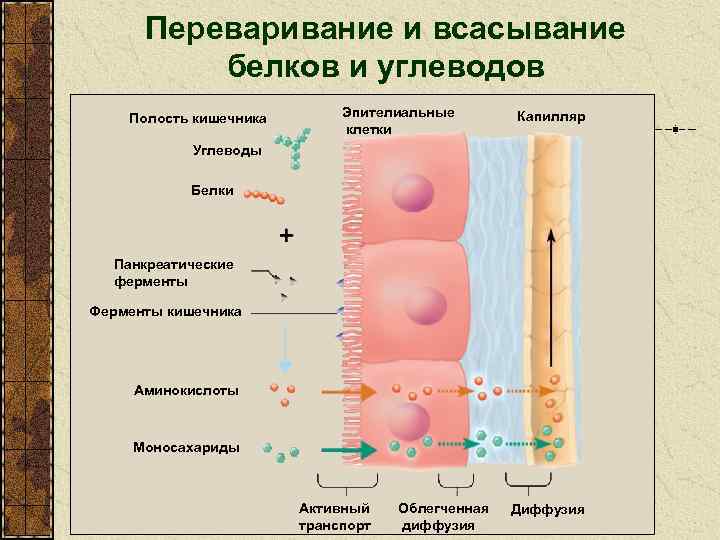 Переваривание и всасывание белков и углеводов Полость кишечника Эпителиальные клетки Капилляр Углеводы Белки Панкреатические