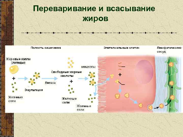 Переваривание и всасывание жиров 