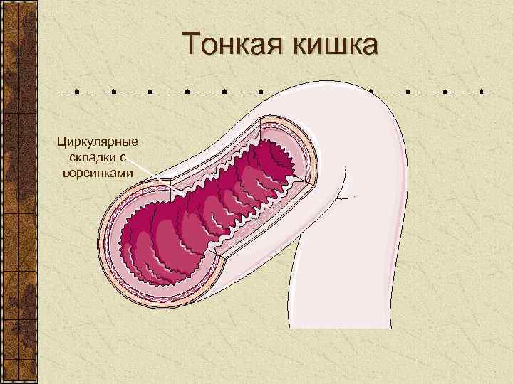 Тонкая кишка Циркулярные складки с ворсинками 