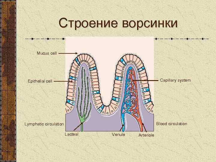 Строение ворсинки Mucus cell Capillary system Epithelial cell Blood circulation Lymphatic circulation Lacteal Venule