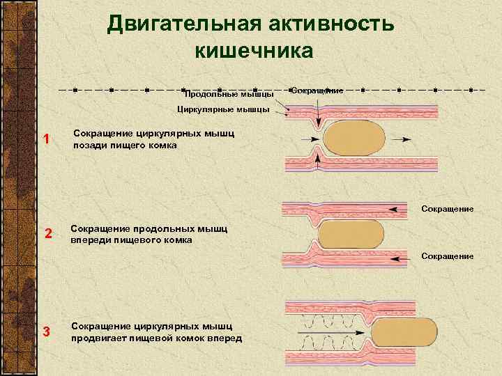 Двигательная активность кишечника Продольные мышцы Сокращение Циркулярные мышцы 1 Сокращение циркулярных мышц позади пищего