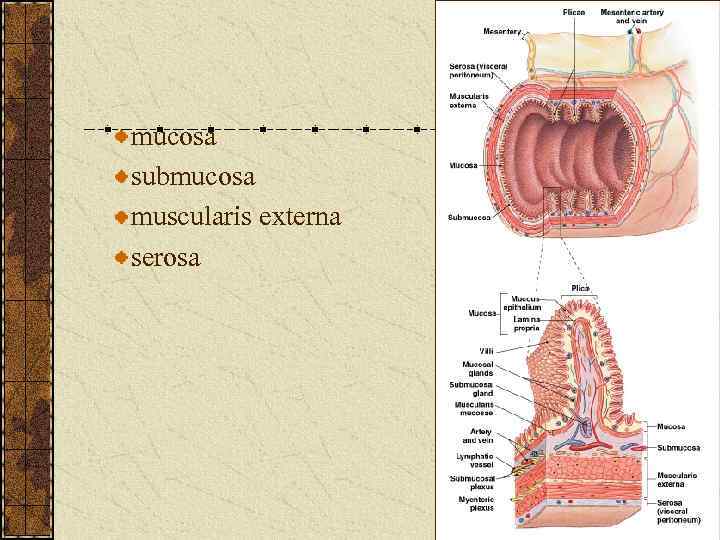 mucosa submucosa muscularis externa serosa 