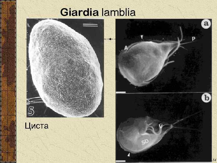 Giardia lamblia Циста Clinical Microbiology Reviews, 13, p. 35 -54 