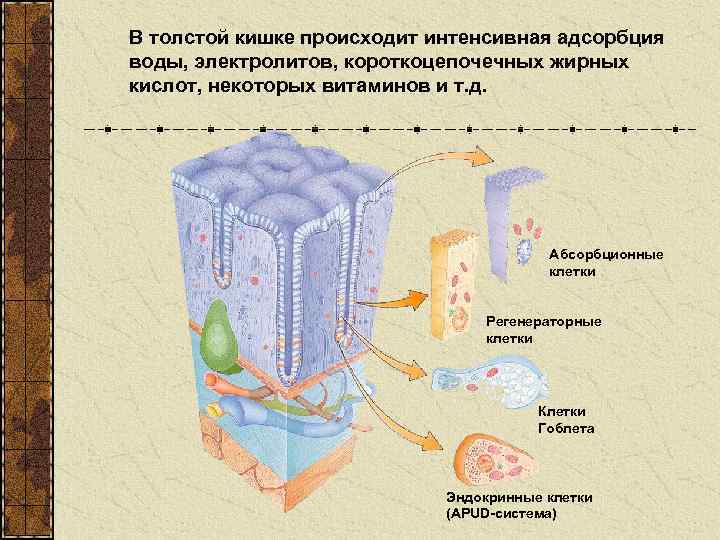 В толстой кишке происходит интенсивная адсорбция воды, электролитов, короткоцепочечных жирных кислот, некоторых витаминов и