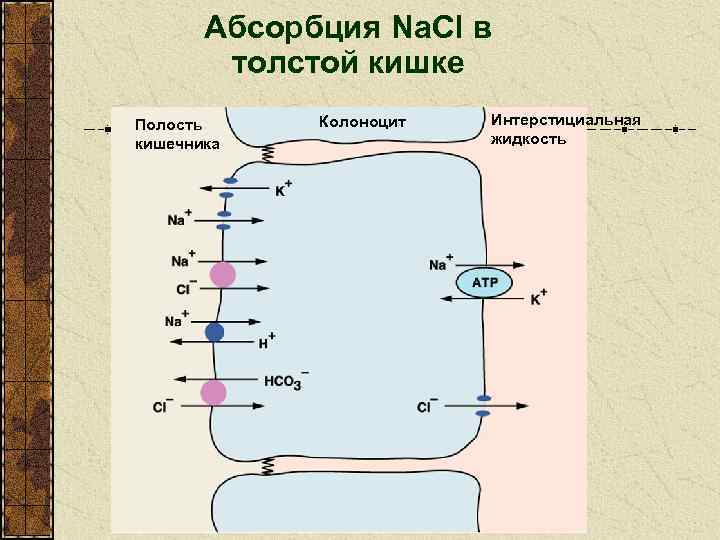 Абсорбция Na. Cl в толстой кишке Полость кишечника Колоноцит Интерстициальная жидкость 