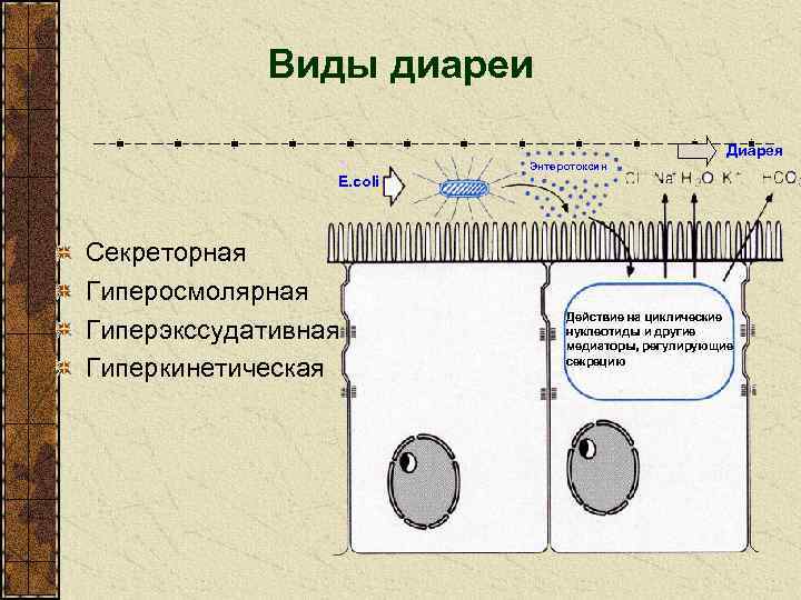 Виды диареи Диарея Энтеротоксин E. coli Секреторная Гиперосмолярная Гиперэкссудативная Гиперкинетическая Действие на циклические нуклеотиды