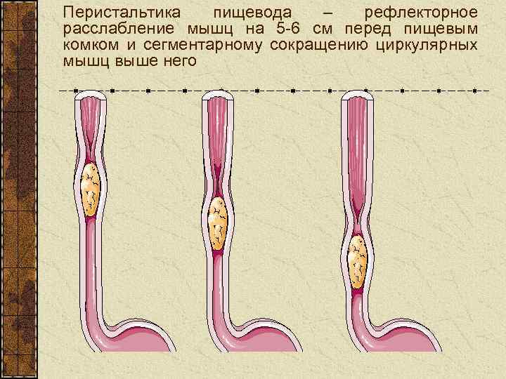 Перистальтика пищевода – рефлекторное расслабление мышц на 5 -6 см перед пищевым комком и