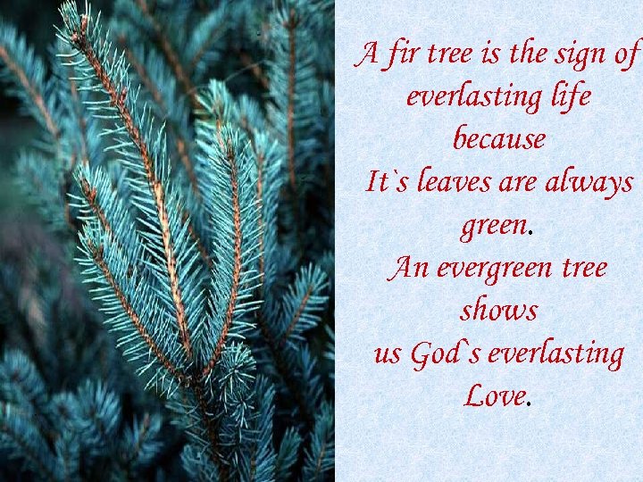 A fir tree is the sign of everlasting life because It`s leaves are always