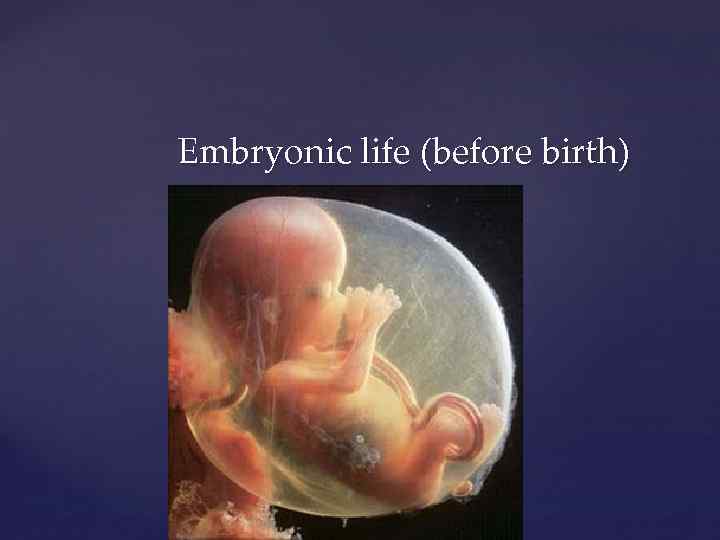 Embryonic life (before birth) 