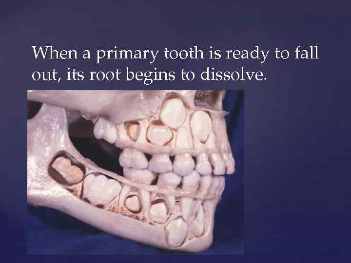 When a primary tooth is ready to fall out, its root begins to dissolve.