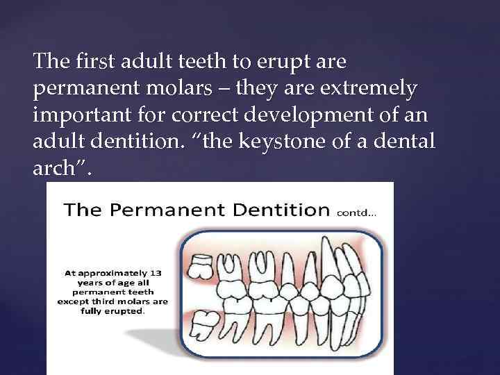 The first adult teeth to erupt are permanent molars – they are extremely important
