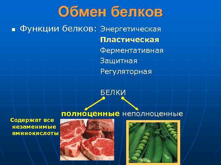 Энергетическая функция белков презентация