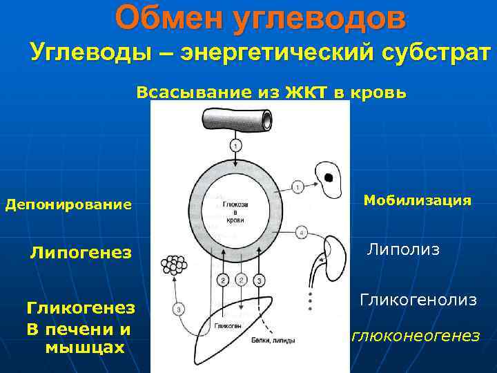 Обмен углеводов Углеводы – энергетический субстрат Всасывание из ЖКТ в кровь Депонирование Липогенез Гликогенез