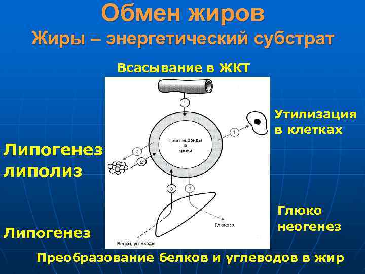 Обмен жиров Жиры – энергетический субстрат Всасывание в ЖКТ Утилизация в клетках Липогенез липолиз