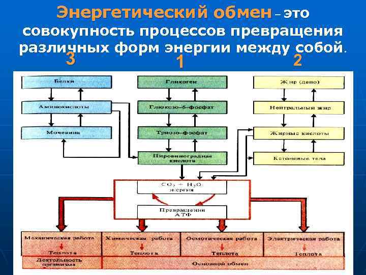 Энергетический обмен – это совокупность процессов превращения различных форм энергии между собой. 3 1