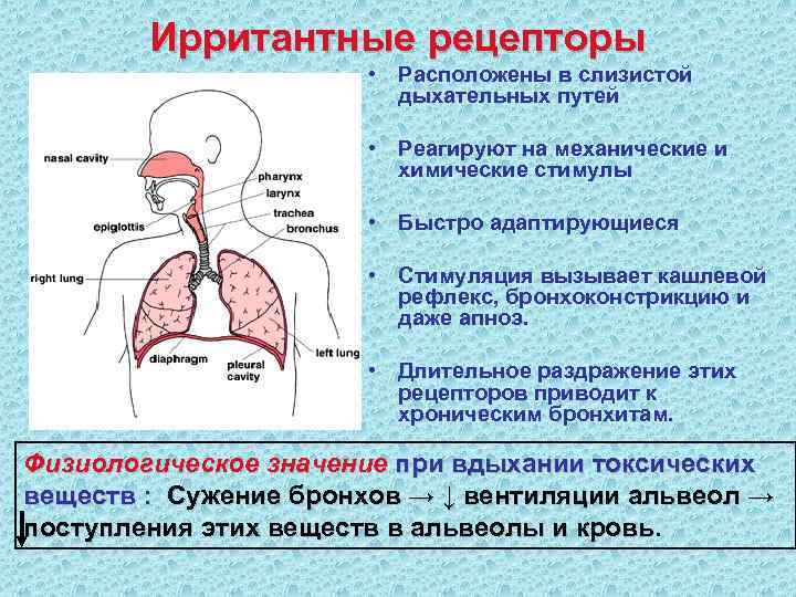 Почему изменилось дыхание. Ирритантные рецепторы и их влияние на дыхательный центр. Ирритантные рецепторы в регуляции дыхания. Эрритаетнве рецепторы. Рецепторы дыхания физиология.
