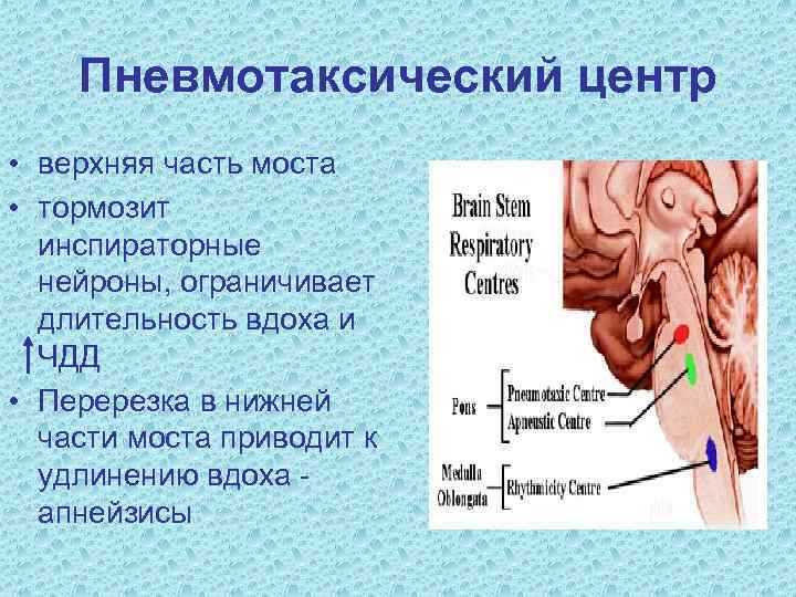 Пневмотаксический центр • верхняя часть моста • тормозит инспираторные нейроны, ограничивает длительность вдоха и