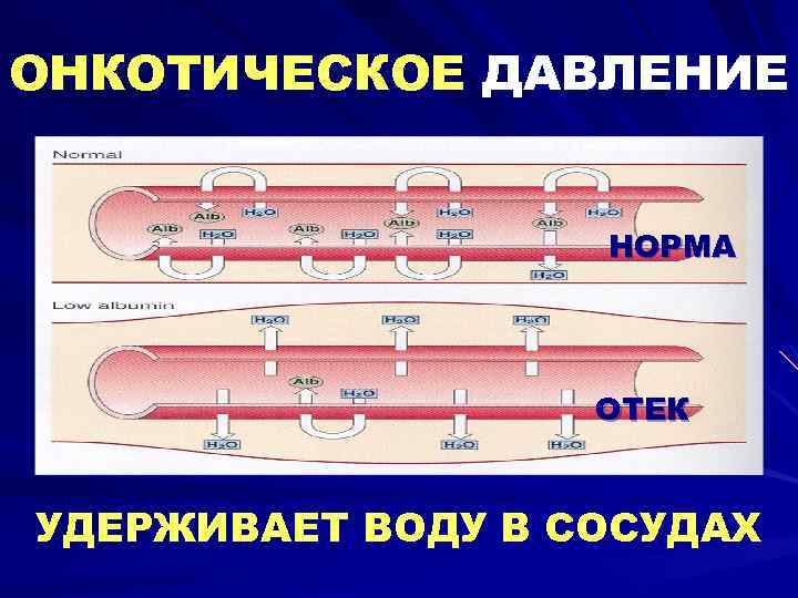 ОНКОТИЧЕСКОЕ ДАВЛЕНИЕ НОРМА ОТЕК УДЕРЖИВАЕТ ВОДУ В СОСУДАХ 