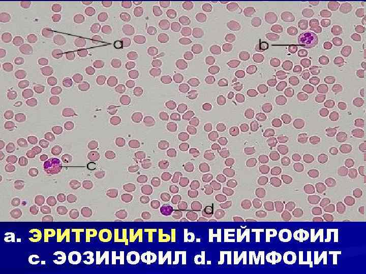 a. ЭРИТРОЦИТЫ b. НЕЙТРОФИЛ c. ЭОЗИНОФИЛ d. ЛИМФОЦИТ 