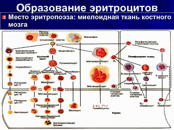 Образование эритроцитов Место эритропоэза: миелоидная ткань костного мозга 