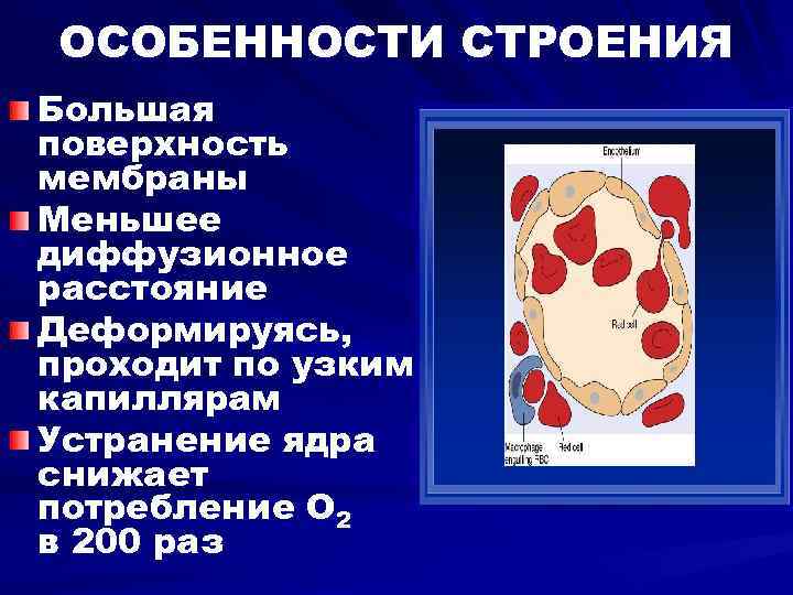 ОСОБЕННОСТИ СТРОЕНИЯ Большая поверхность мембраны Меньшее диффузионное расстояние Деформируясь, проходит по узким капиллярам Устранение