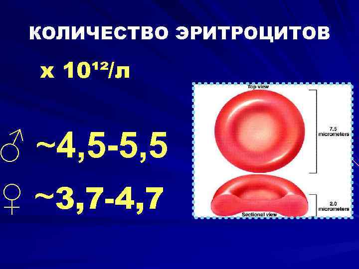 КОЛИЧЕСТВО ЭРИТРОЦИТОВ х 10¹²/л ♂ ~4, 5 -5, 5 ♀ ~3, 7 -4, 7
