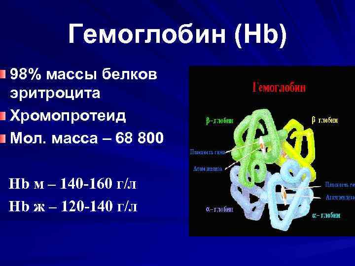 Гемоглобин (Hb) 98% массы белков эритроцита Хромопротеид Мол. масса – 68 800 Hb м