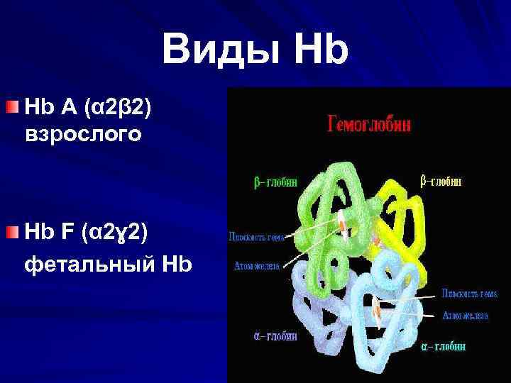 Виды Hb Hb A (α 2β 2) взрослого Hb F (α 2ɣ 2) фетальный