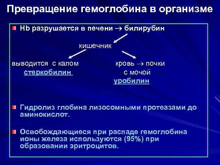 Превращение гемоглобина в организме Нb разрушается в печени билирубин кишечник выводится с калом стеркобилин