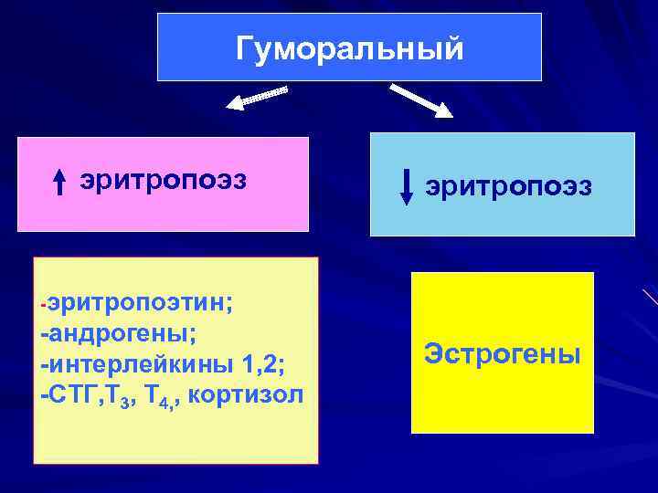 Гуморальный эритропоэз -эритропоэтин; -андрогены; -интерлейкины 1, 2; -СТГ, Т 3, Т 4, , кортизол