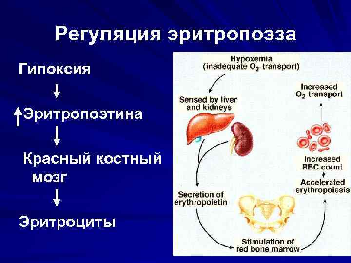 Регуляция эритропоэза Гипоксия Эритропоэтина Красный костный мозг Эритроциты 