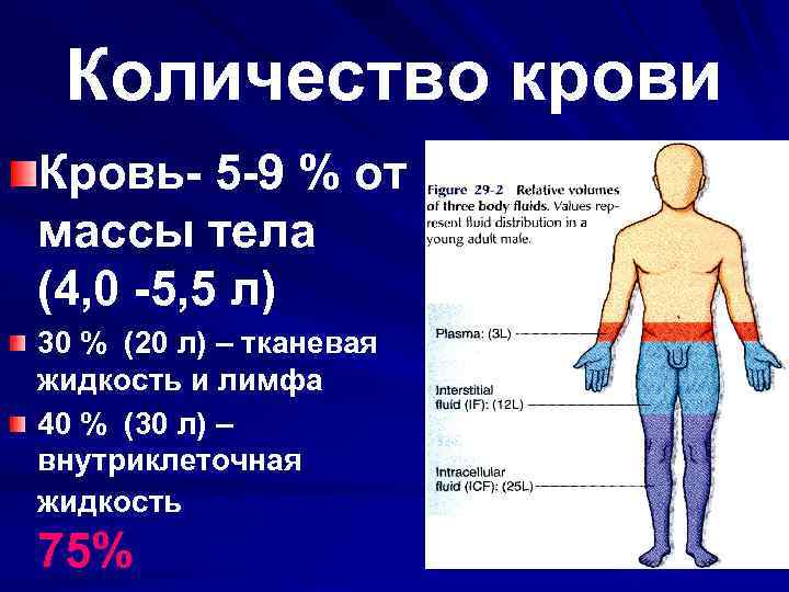 Количество крови Кровь- 5 -9 % от массы тела (4, 0 -5, 5 л)