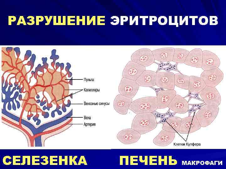 РАЗРУШЕНИЕ ЭРИТРОЦИТОВ СЕЛЕЗЕНКА ПЕЧЕНЬ МАКРОФАГИ 