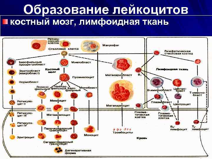 Образование лейкоцитов костный мозг, лимфоидная ткань 