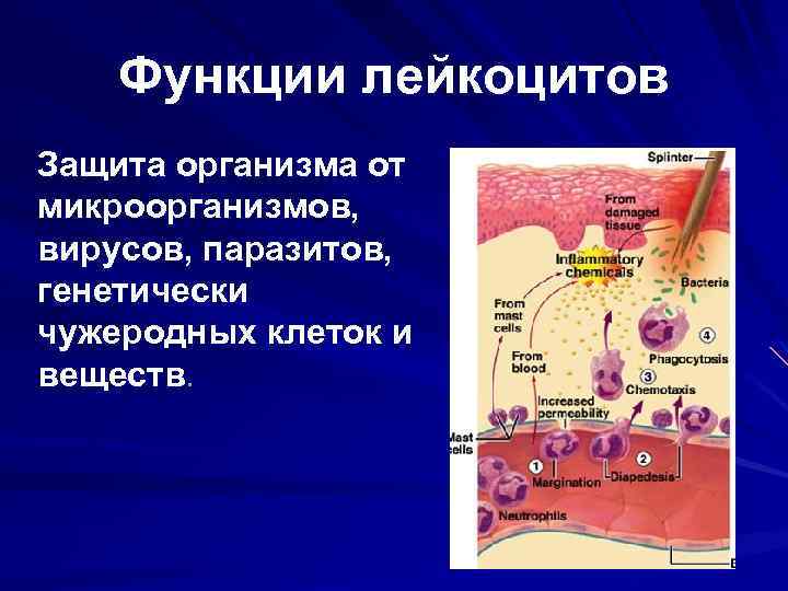 Функции лейкоцитов Защита организма от микроорганизмов, вирусов, паразитов, генетически чужеродных клеток и веществ. 