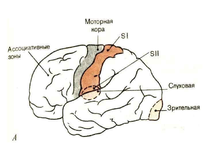 Двигательная зона головного мозга. Моторная зона больших полушарий. Моторная зона коры головного мозга. Сенсорные моторные и ассоциативные зоны коры больших полушарий.