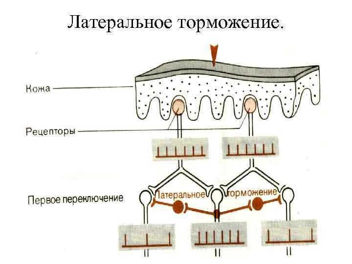 Латерально распространяющееся