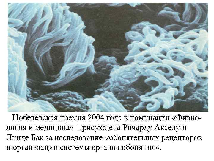 Нобелевская премия 2004 года в номинации «Физиология и медицина» присуждена Ричарду Акселу и Линде